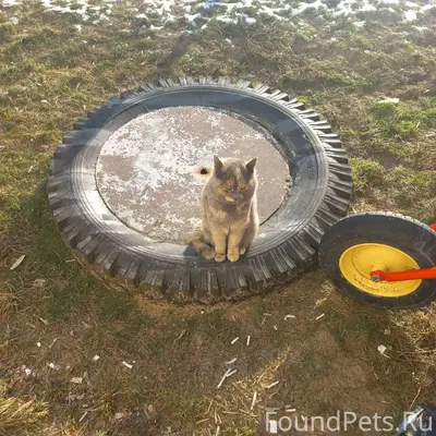 Чья потеряшка? Сидит во дворе ...