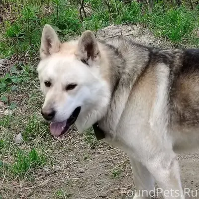 СРОЧНО! ❗❗❗ ПРОПАЛА СОБАКА ЗОВ...