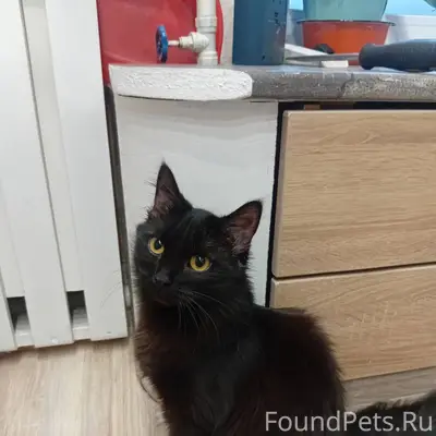 ‼️ХОЗЯИН, ОТЗОВИСЬ!!! Найдена ...