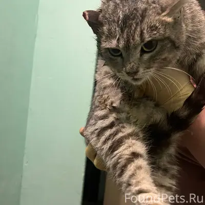 Найден кот рядом со Стахановск...