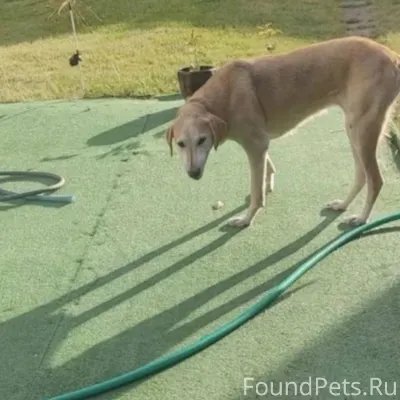 #Калуга Пропала собака❗️❗️❗️ Р...