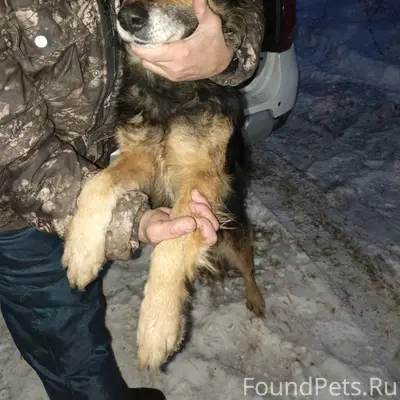 Найден пес. Очень контактный, ...