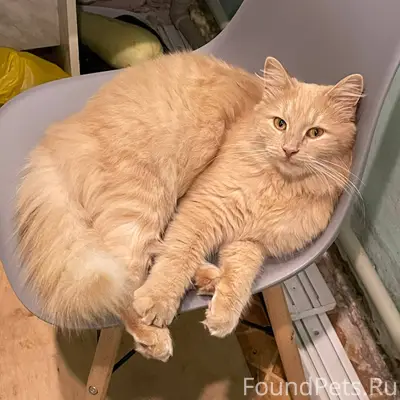 ❗️ПРОПАЛ КОТ❗️ ❗️КЛИЧКА ПЕРСИК...