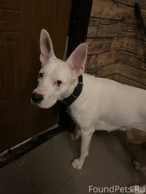 Найдена собака, девочка, в цен...