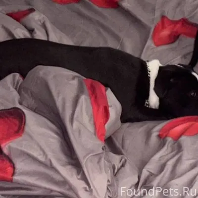 Пропала собака 🦮 Собака добрая...