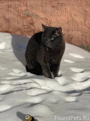 Найден кот ,ручной скорее всег...