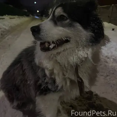 НАЙДЕНА СОБАКА 📌Подольск, Куту...