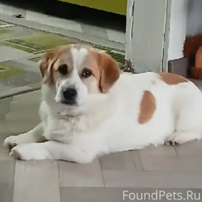 Пропала собака если кто видел ...