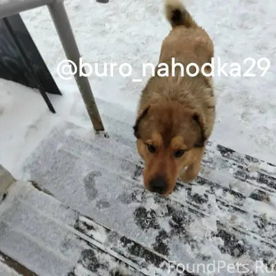 С цепи сбежала собака, район С...