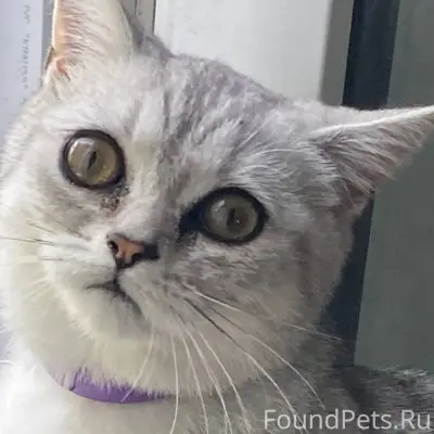 Пропала кошка, породы Шотландс...