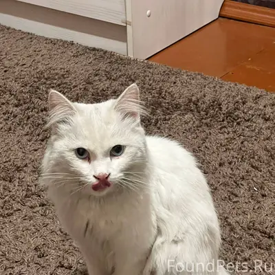 Найден кот или кошечка кто пот...