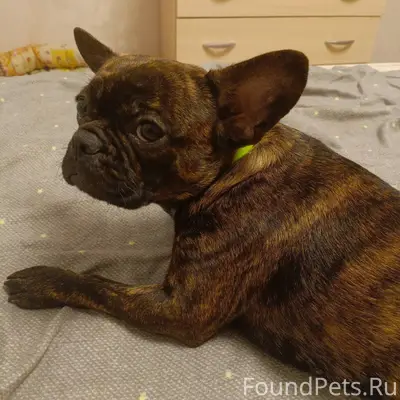 Срочно ❗❗❗ потерялась собака ф...