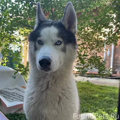 ❗❗ПРОПАЛА СОБАКА!❗❗ ❗Кличка: С...