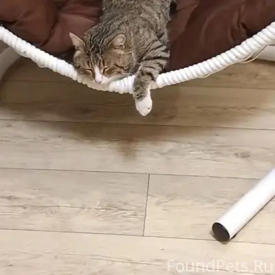 Пропал кот по ул. Жданова, отк...