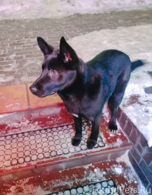 Кто потерял собаку ? 17 января...