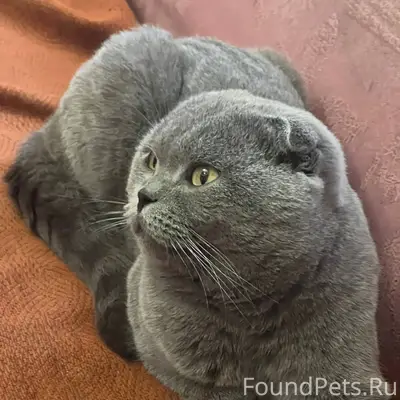 Пропал кот. Район в-15. Просьб...