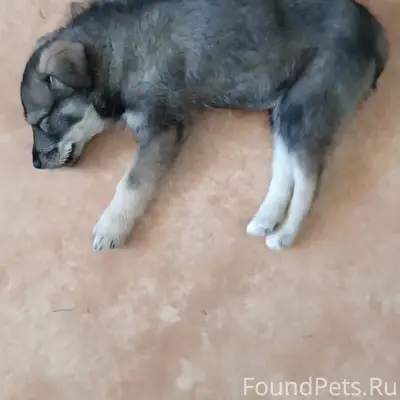 Найден щенок- мальчик в районе...