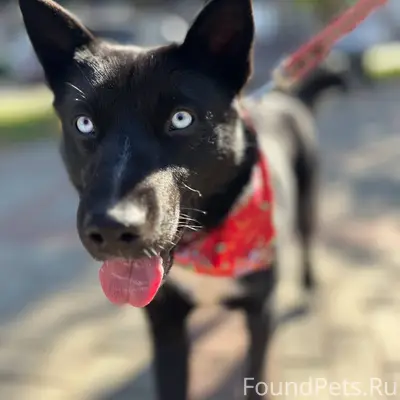 Южский район! Пропал пёс! Клич...