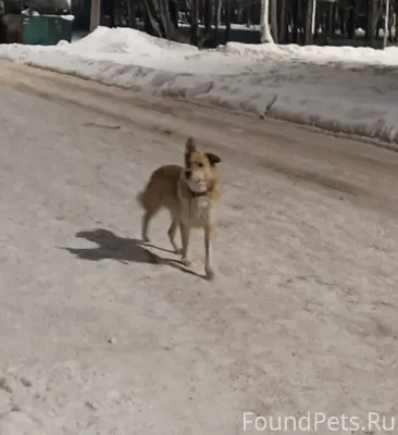 Кто потерял собаку? Уже неделю...