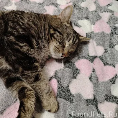 Найден кот, ласковый, упитанны...