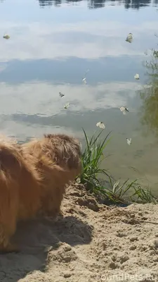 Жил был пёс. 11 лет назад...