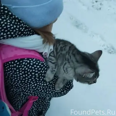 15 числа пропал кот, выпускали...