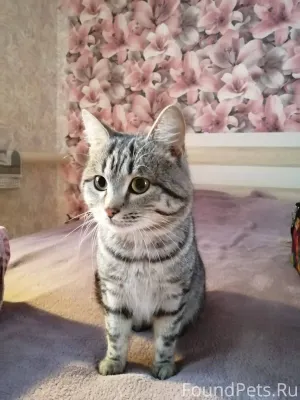 Найден котик, молодой, красивы...