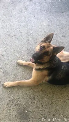 Здравствуйте! Потерялась собак...