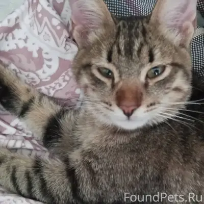 Найден котёнок мальчик возле ц...