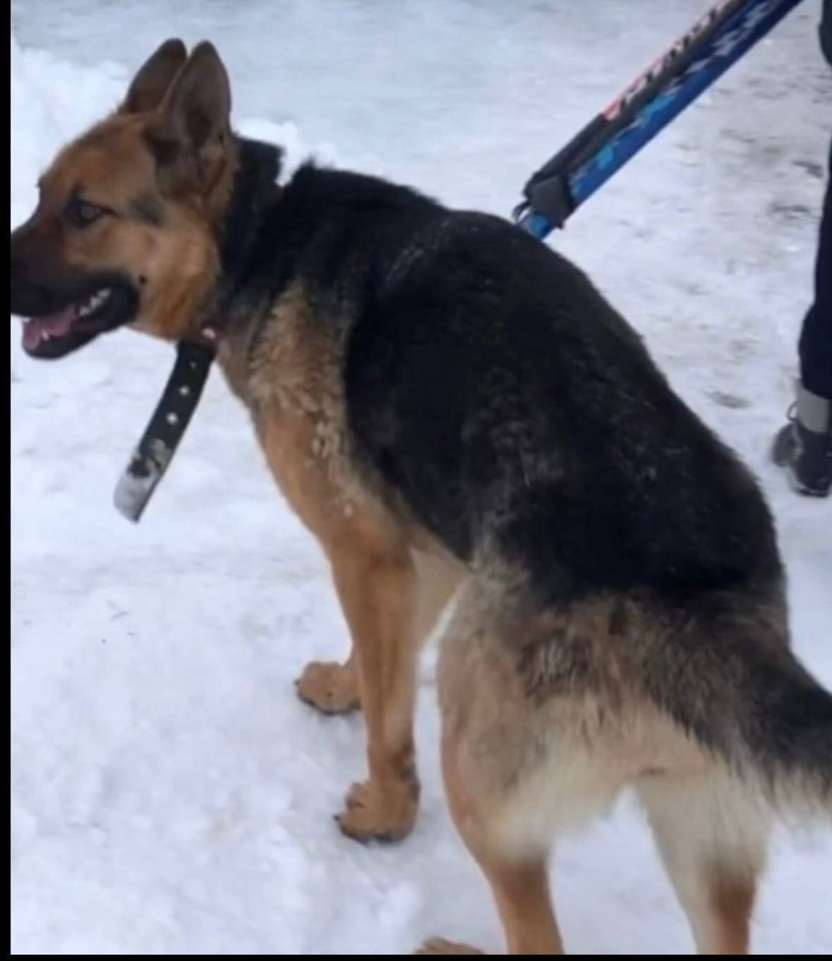 🚨 ПРОПАЛА СОБАКА 🚨 🐶 Отзываетс...