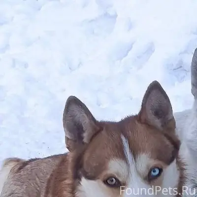 🆘 ПРОПАЛА СОБАКА! ПОМОГИТЕ НАЙ...