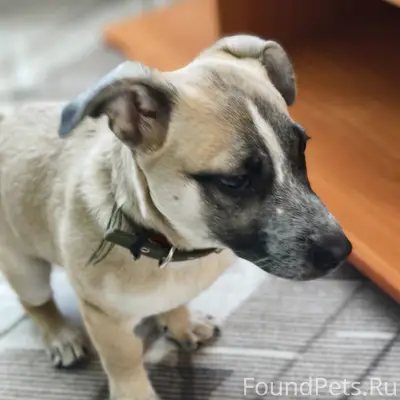 В п. Мясокомбинат обнаружен ще...