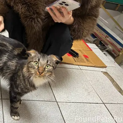 Всем привет. 16.01 нашли кота....