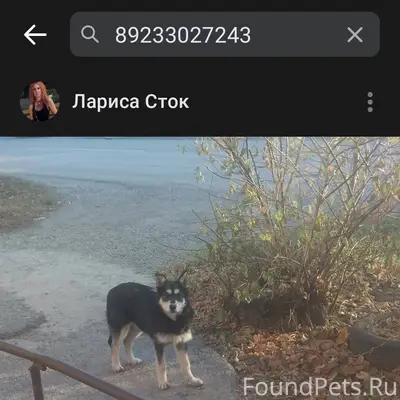 ❗Сейчас у нее в ухе бирка❗соба...