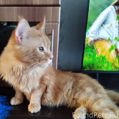 Найден кот в ночь с 14...