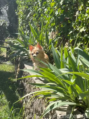 Потерялась собака в районе мам...
