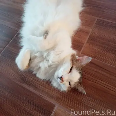 Внимание! Пропала кошка по кли...