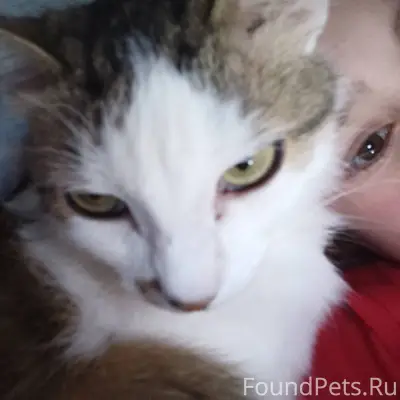 Пропала кошка по кличке Сима ❤...