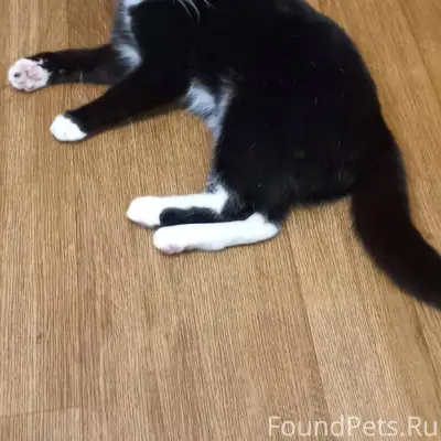 Пропал Кот,На Новостройки,Зову...