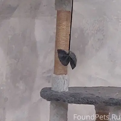 Пропала кошка, убежала в район...