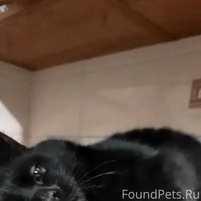 Найден кот, по адресу ул. Лени...