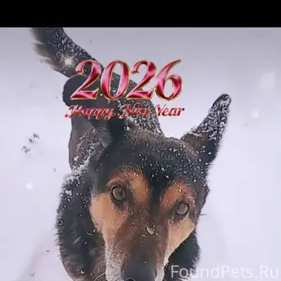 Пропала собака Любимая если кт...