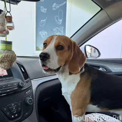 Пропала собака. Бигль. Отклика...