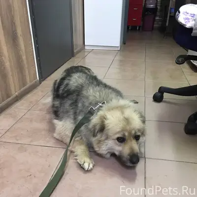 Воскресенск Из клиники «Лемур»...