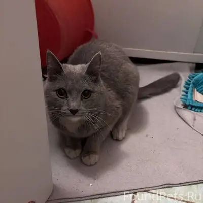 Добрый день! Найден кот в подъ...