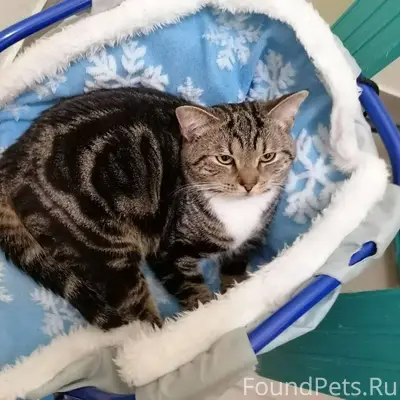 Найден кот, домашний, приучен ...