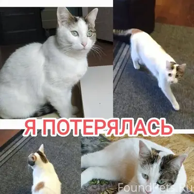 Пропала кошка! Окрас – трехцве...