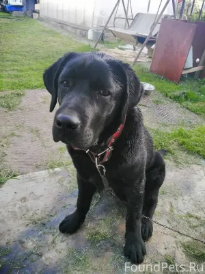 Потерялся пёс, сбежал на вагон...