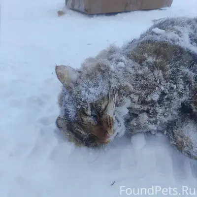 Найден труп кота на ул. Речная...