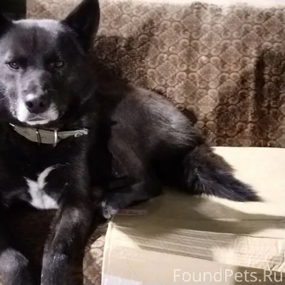 От населения Потерялась собака...